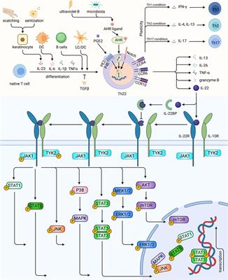 The Role of T Helper 22 Cells in Dermatological Disorders